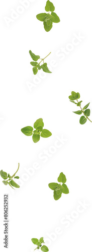 oregano leaves