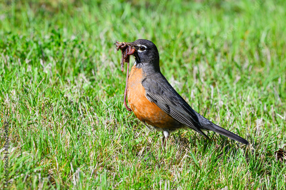 Fototapeta premium American robin gathering earthworms in sunshine on lawn with food in the bird beak during spring