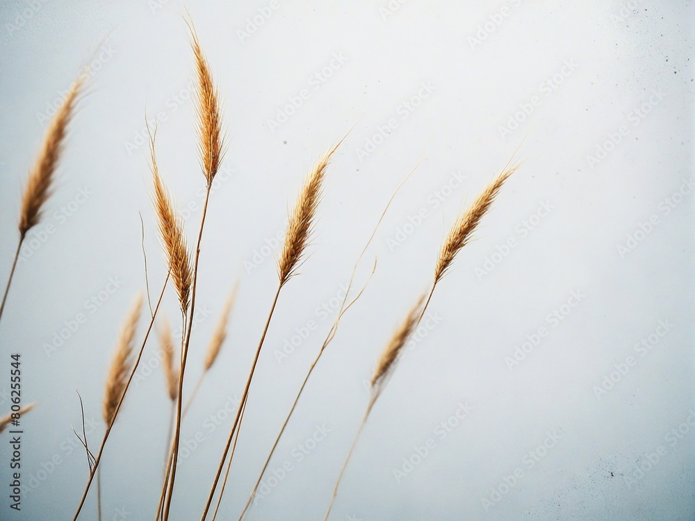 Fototapeta premium grass and sky