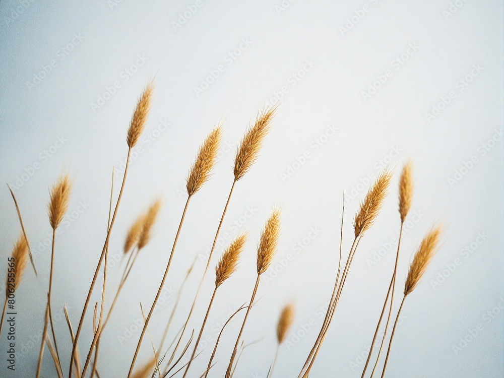 Fototapeta premium golden wheat field