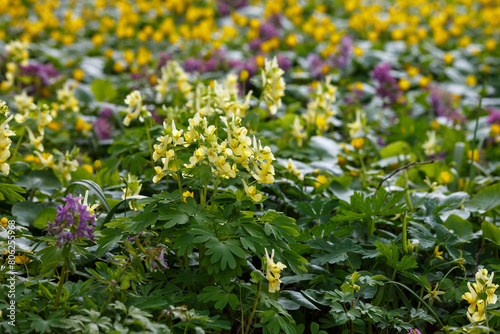  Corydalis large-bracted ( lat. Corydalis bracteata ) is a perennial herbaceous plant