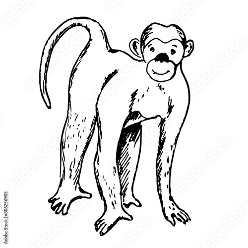 A monkey. A sketch. Nature. A hand-drawn drawing. A design element. Clip-Art