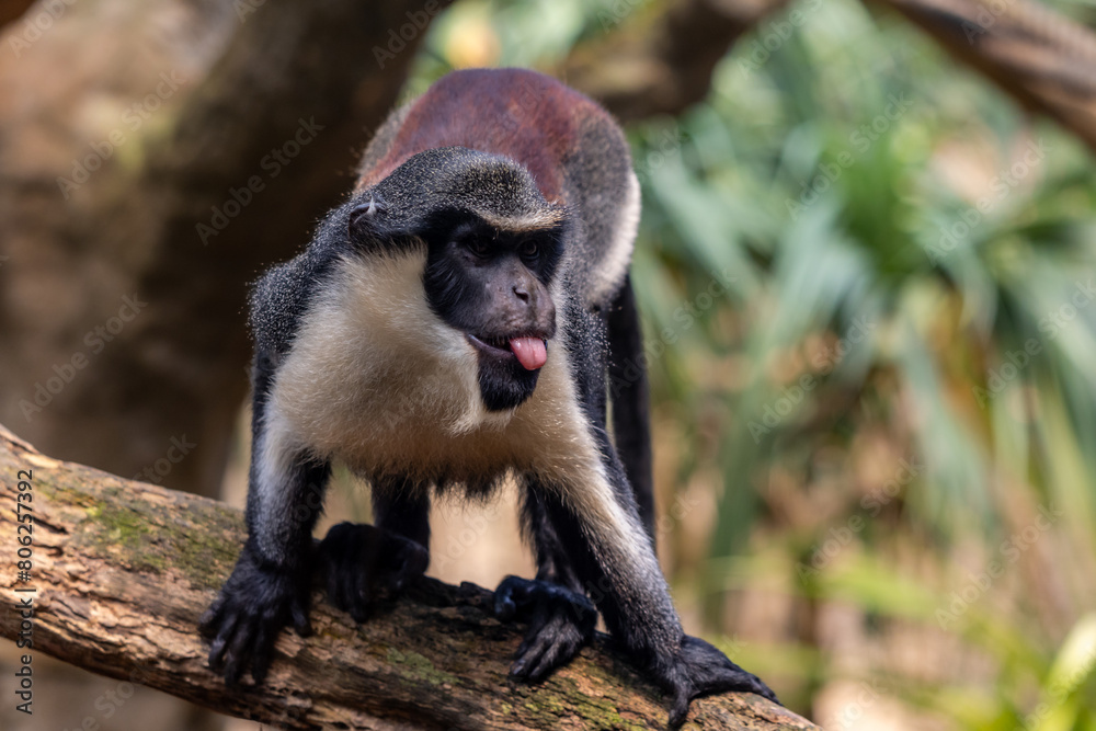 Fototapeta premium Diamanmeerkatze