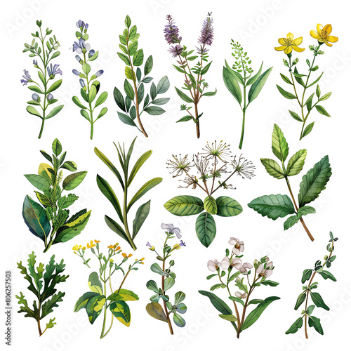 Set of watercolor hand drawn medicinal herbs and flowers. Botanical illustration.