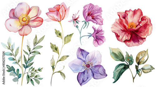 Set of watercolor flowers. Pink  lilac and purple flowers with green leaves isolated on transparent background.