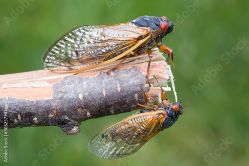 Female and Male 13 year periodical cicadas photo