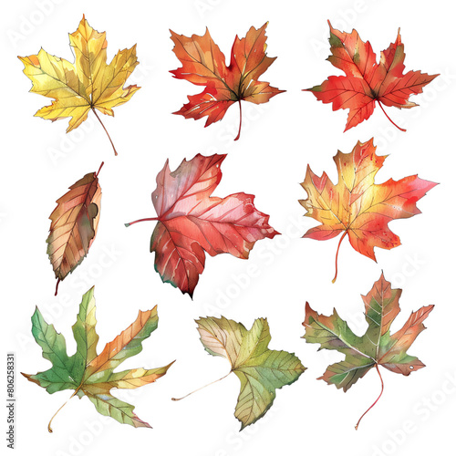 The image shows nine watercolor painted maple leaves in autumn colors  such as red  orange  yellow and green.