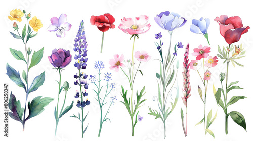 The image shows watercolor drawing of various flowers, such as red poppies, yellow daffodils, purple irises, and pink roses.