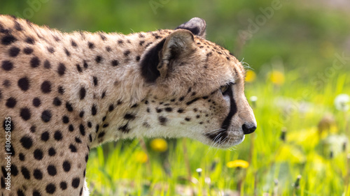 Gepard auf der Pirsch
