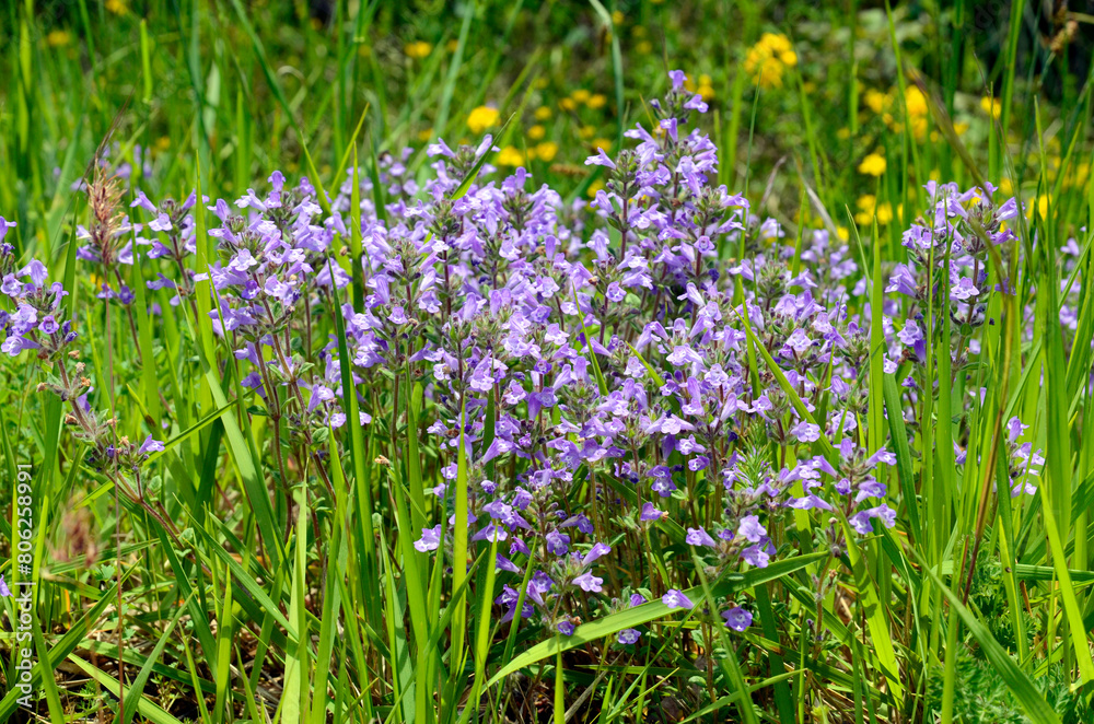 Flowers of the rock thyme (Clinopodium alpinum or Satureja alpina or Acinos alpinus) Flowers of the rock thyme (Clinopodium alpinum or Satureja alpina or Acinos alpinus)