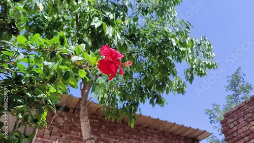 Red hibiscus flower plant waving in air selective focus on natural background  photo