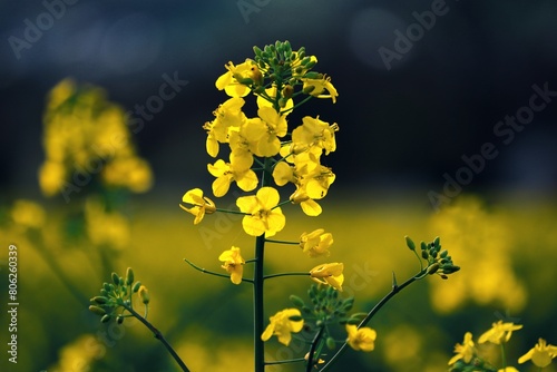 gelbe Blüten von Raps