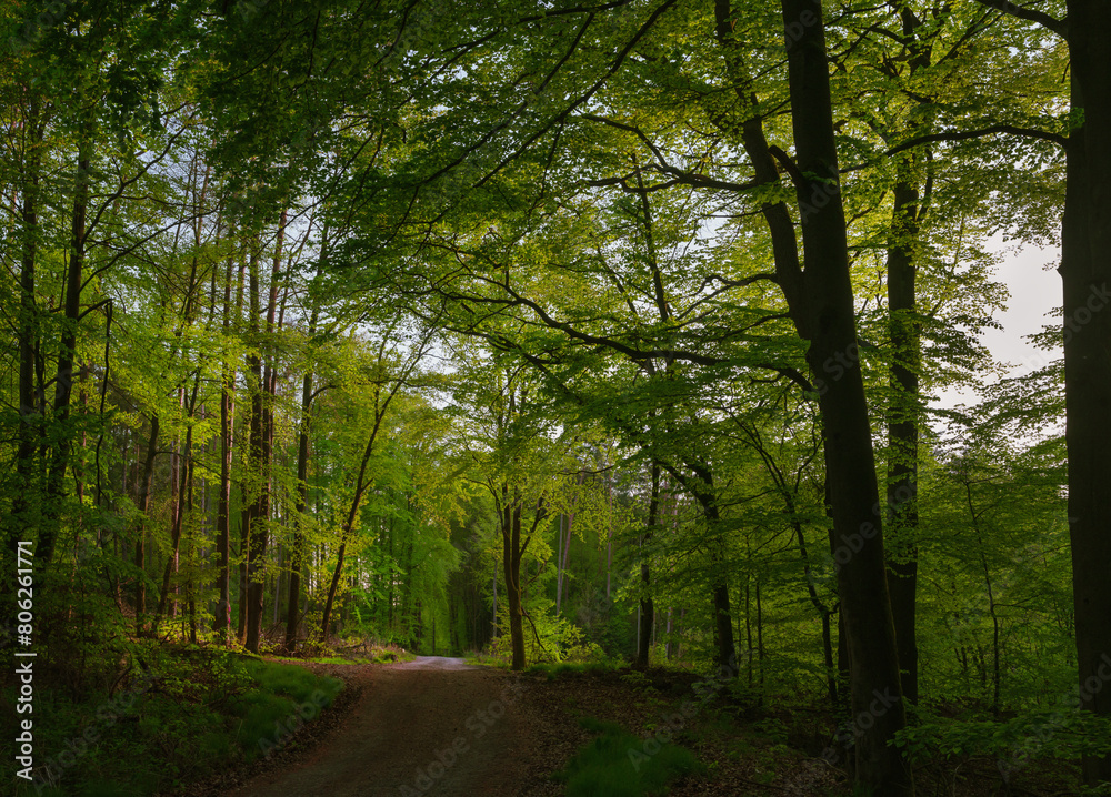 Stimmung Landschaft, Wald Marburg, Forst Marbach Stimmung Landschaft, Wald Marburg, Forst Marbach