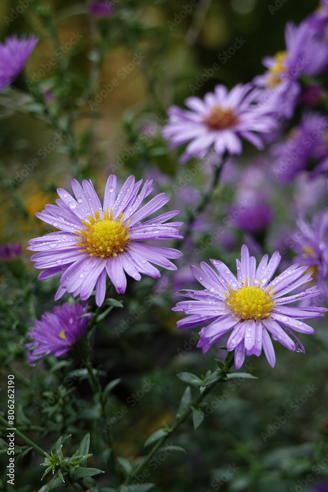 Autumn pink lilac Aster flowers after rain with raindrops on petals Autumn pink lilac Aster flowers after rain with raindrops on petals