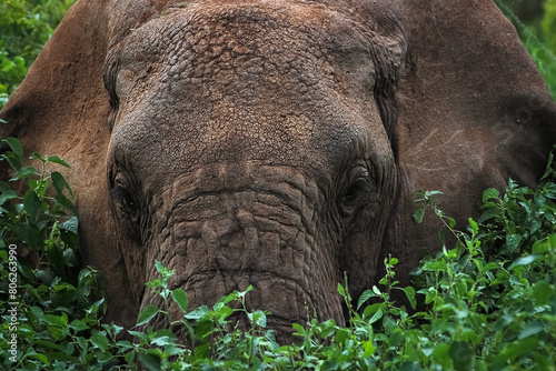 Wild elephant in the bush. Africa. Lake Manyara National Park. photo