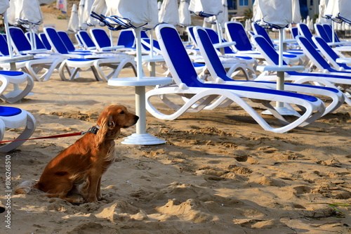 A dog, pets sitting on beach by sea, there are sun loungers on shore for sunbathing