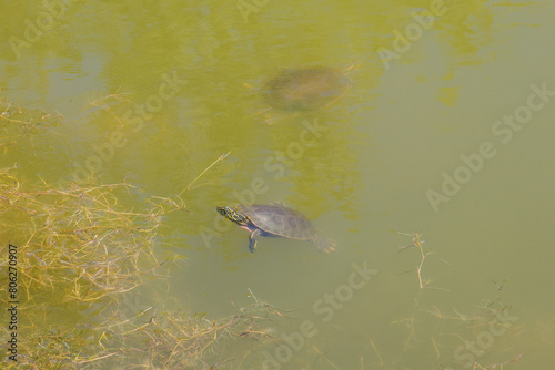 painted turtles in a pond