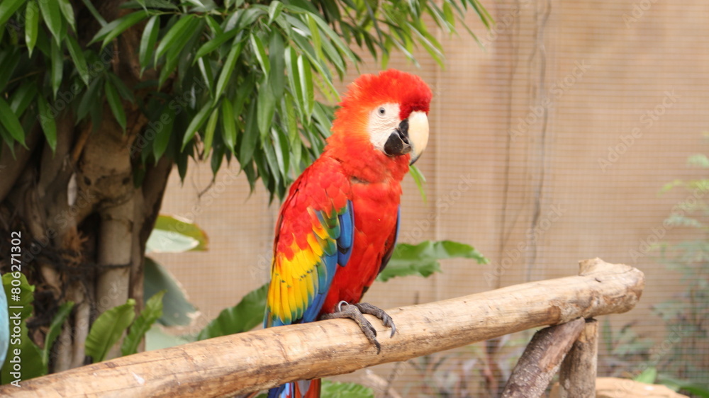 Obraz premium Macaw birds