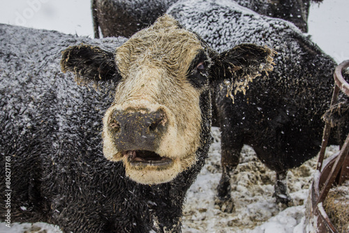 black baldy cow in the snow photo