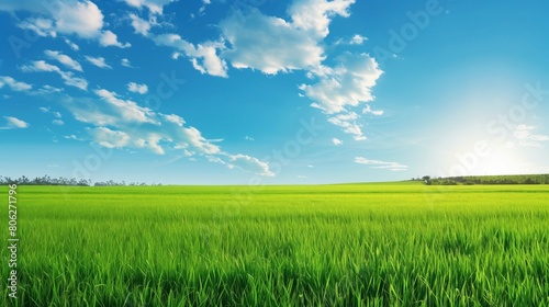 Wide Angle View  Beautiful Green Grass Field with Blue Sky