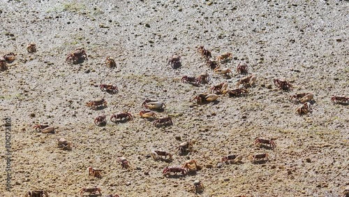 Fiddler Crab, Uca pugnax or tangeri at Ria Formosa Nature Park, Algarve in Portugal. photo