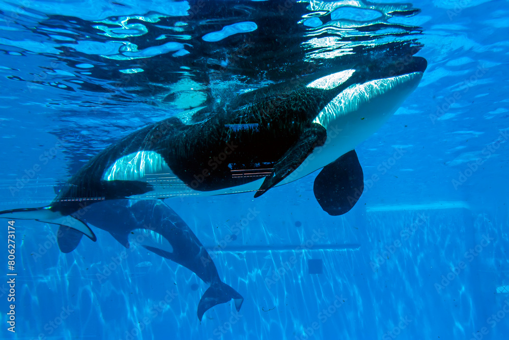 Obraz premium Killer whales show.