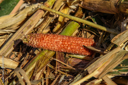 corn cob after harvest