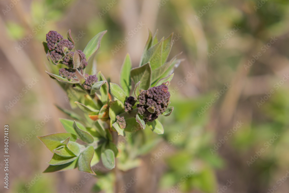 lilac buds