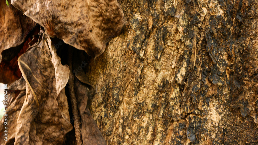 Portrait of the texture of a tree trunk Portrait of the texture of a tree trunk
