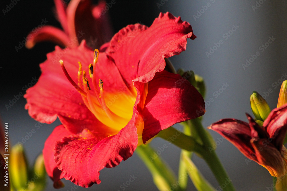 Fototapeta premium red day lily