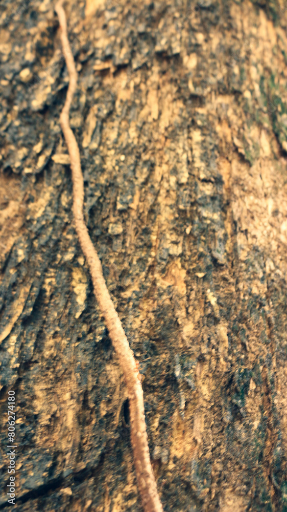 Portrait of the texture of a tree trunk Portrait of the texture of a tree trunk