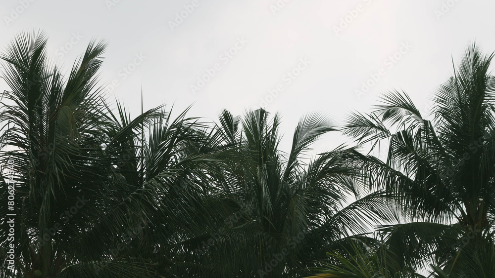 Coconut trees blowing in the wind, green and cool