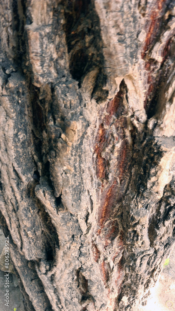 Portrait of the texture of a tree trunk Portrait of the texture of a tree trunk