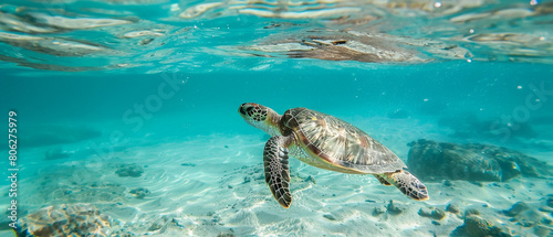 Graceful sea turtles serenely glide through crystal-clear waters, surrounded by an aura of tranquility.