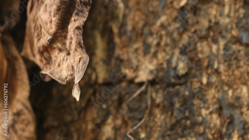 Portrait of the texture of a tree trunk