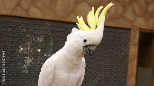 Parrots, Yellow-crested white cockatoo