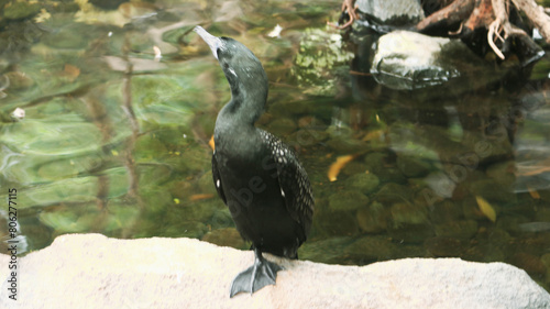 The black cormorant or black cormorant is a type of water bird belonging to the Phalacrocoracidae tribe