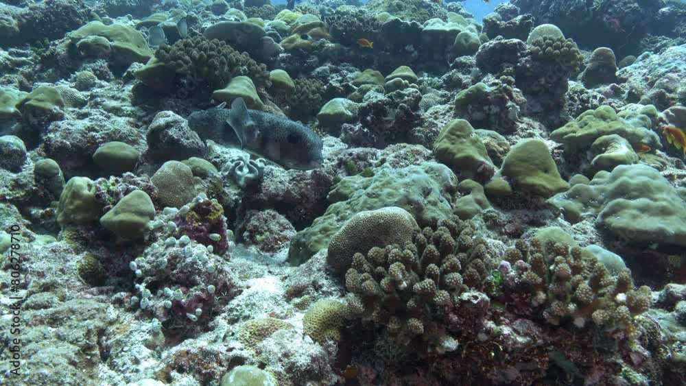 Pufferfish in a coral reef - Maldives underwater Pufferfish in a coral reef - Maldives underwater