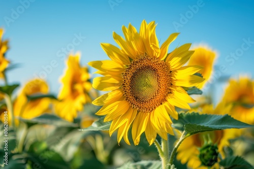 A vibrant field filled with sunflowers under a clear blue sky