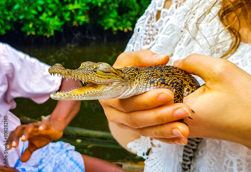 Baby crocodile from the mangroves in hand in Sri Lanka. photo