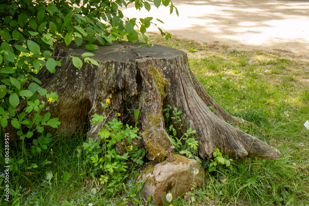 roots of tree