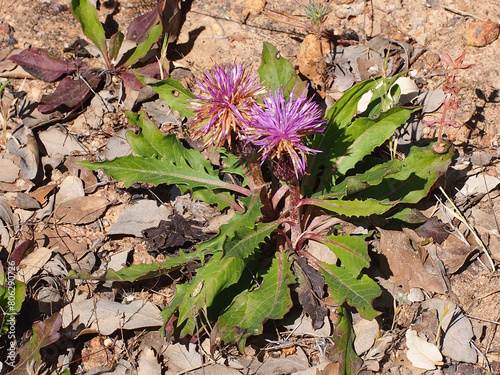Wildflowers (Klasea algarbiensis)