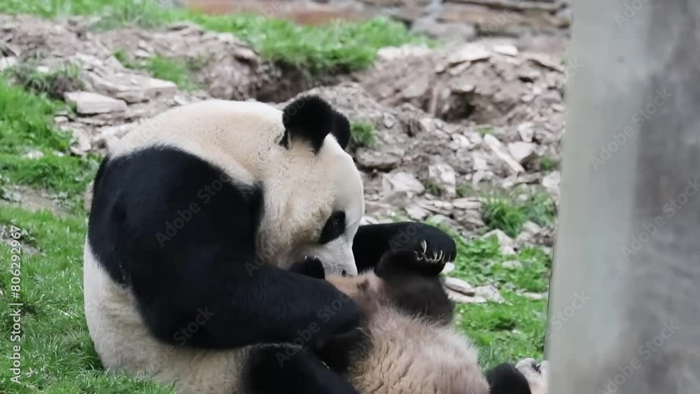 Close up Mother Panda playing her her cub , China Close up Mother Panda playing her her cub , China
