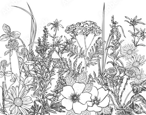 Vector of Vintage Herbs