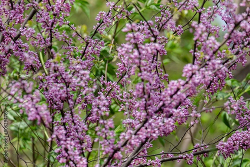 flowers in the garden