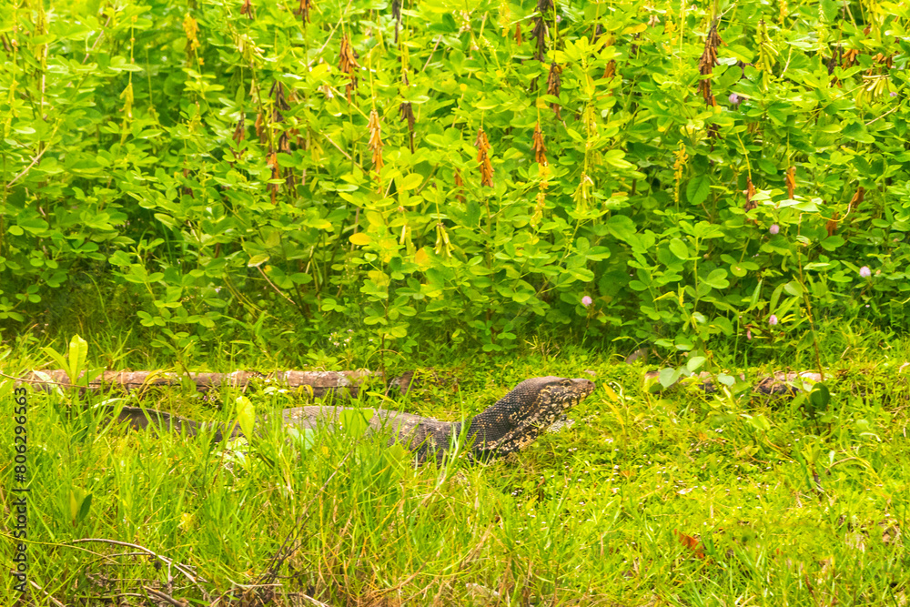 Large monitor lizard in tropical nature Bentota Beach Sri Lanka.