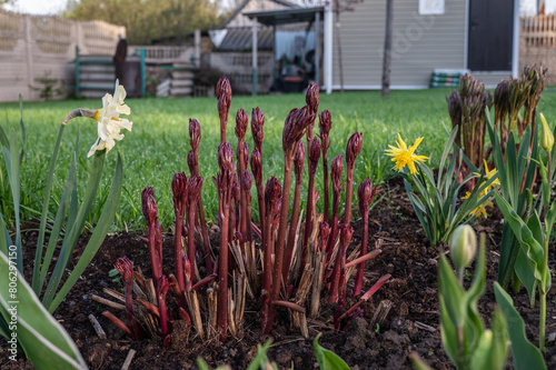 Fototapeta Naklejka Na Ścianę i Meble -  New spring growth on peony shoots in the spring garden.