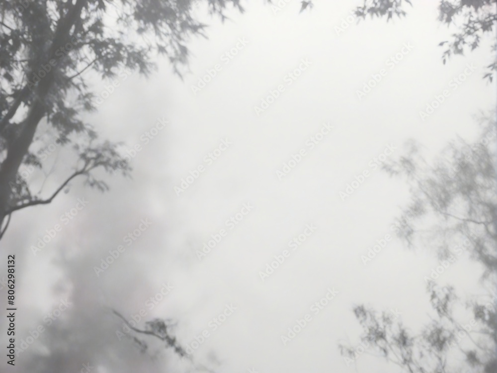 Obraz premium fog in the forest