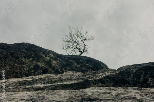 Vew on lonely tree on top of stote in Sudetes Mountains