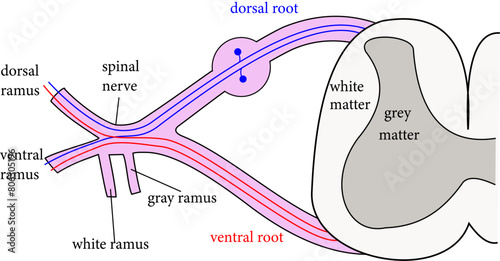 The formation of the spinal nerve from the dorsal and ventral roots.Vector illustration
 photo